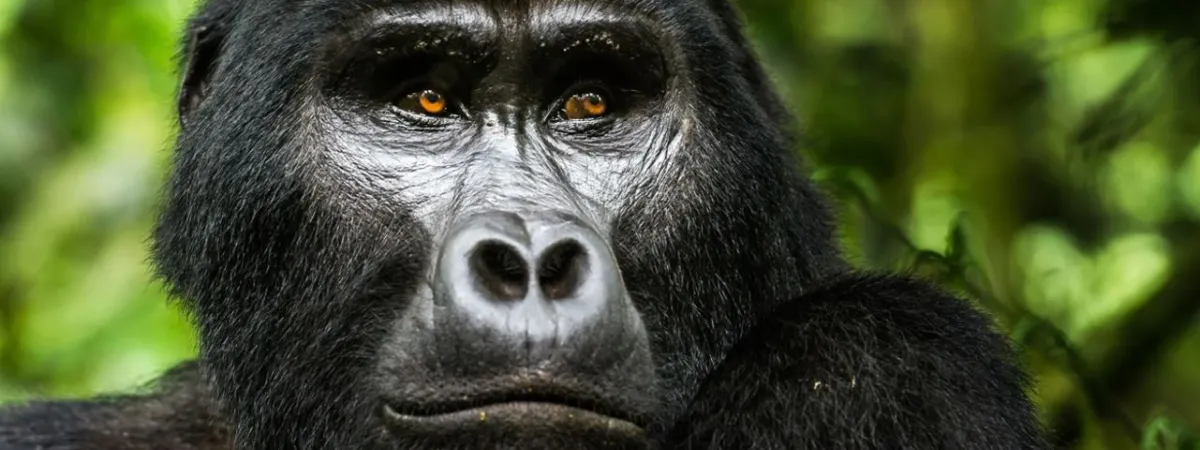 Discover Uganda Culture and Tour